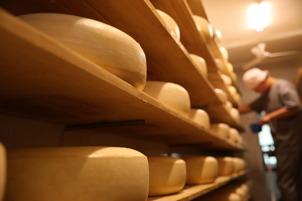 Fresh cheese heads in a cheese factory warehouse. A blurred worker shelves cheese in the background.